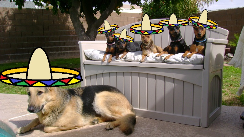 Oochihuahua's Family Fiesta Mexican Hat Pack 