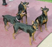 Perfect MinPins