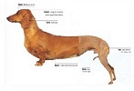 Angel's Vision of the First MinPin
