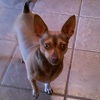 Sammi, the Oochuhuahua, an Honorary MinPin