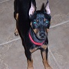 Angel the MinPin, King of Toys