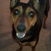 Faith the MinPin, The Queen of theKing of Toys